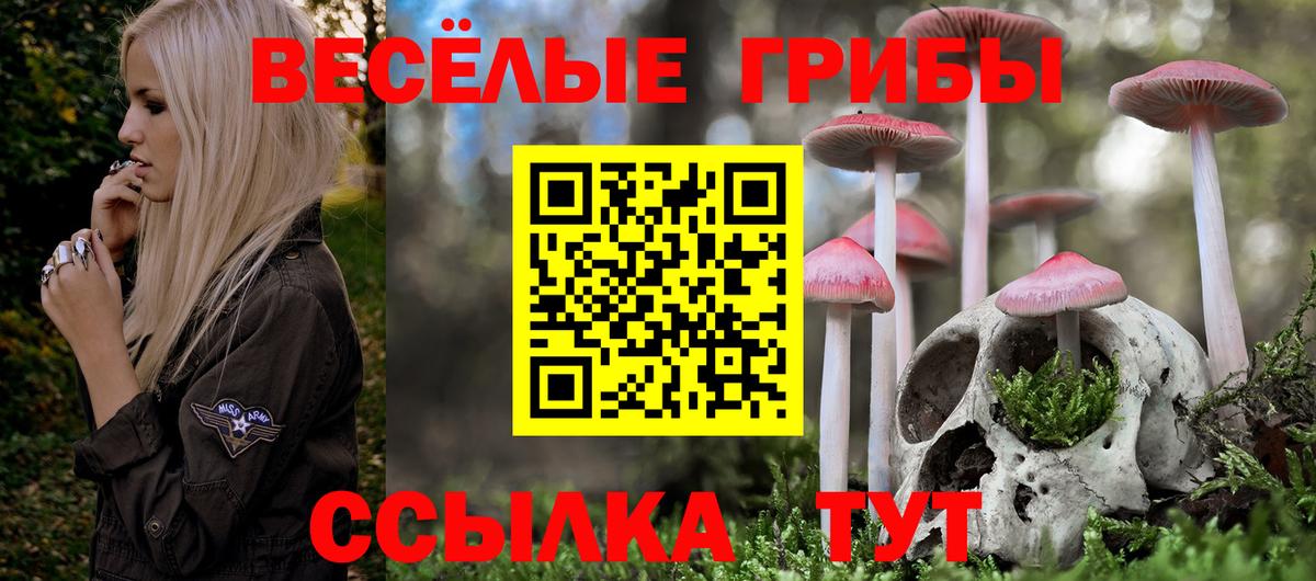 Галлюциногенные грибы Psilocybe Мценск