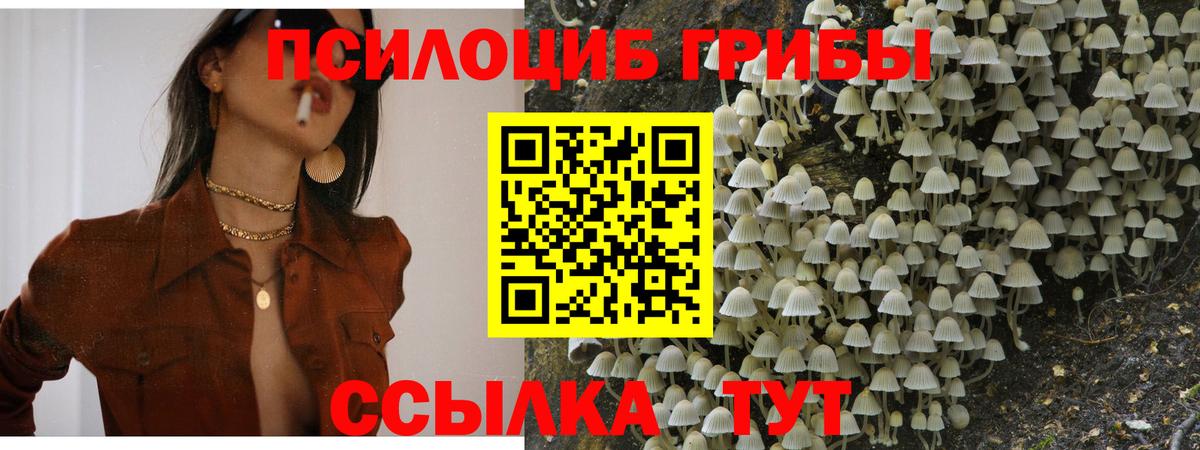 Мценск  Галлюциногенные грибы GOLDEN TEACHER  Псилоцибиновые грибы Psilocybe  Вход с VPN 